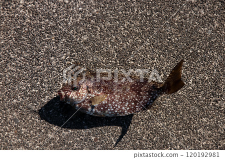堤岸能釣到的釣魚結果-釣鯉魚、鹹水魚、荊棘、有毒 堤岸能釣到的釣魚結果-釣鯉魚、鹹水魚、荊棘、有毒 120192981