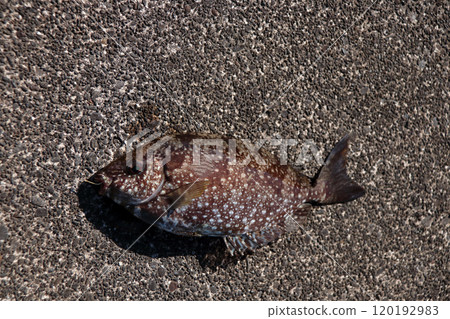 堤岸能釣到的釣魚結果-釣鯉魚、鹹水魚、荊棘、有毒 堤岸能釣到的釣魚結果-釣鯉魚、鹹水魚、荊棘、有毒 120192983