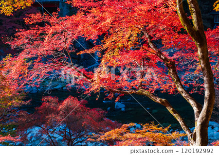 Korankei (Autumn) 120192992