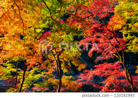Autumn leaves of Konami River Autumn leaves of Konami River 120192993