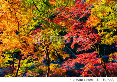 Autumn leaves of Konami River Autumn leaves of Konami River 120192999