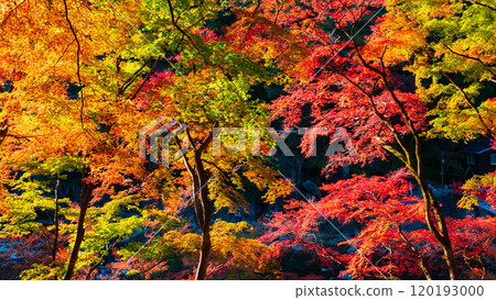 Autumn leaves of Konami River Autumn leaves of Konami River 120193000