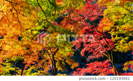 Konami河秋葉 120193001