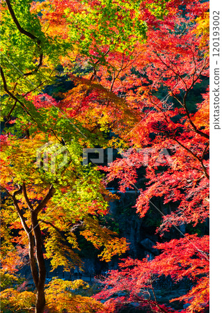 Autumn leaves of Konami River Autumn leaves of Konami River 120193002