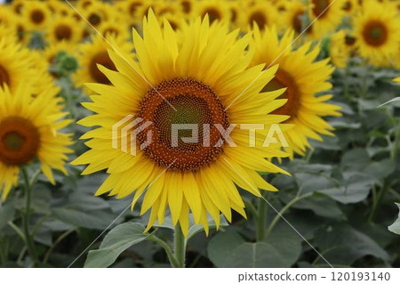 Big sunflower (Himawari no Sato, Hokuryu Town, Hokkaido) 120193140