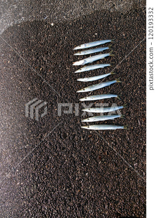 可以從堤壩捕獲的魚類：梭魚 120193332