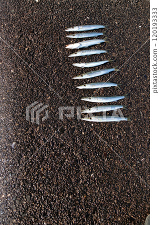 可以從堤壩捕獲的魚類：梭魚 120193333