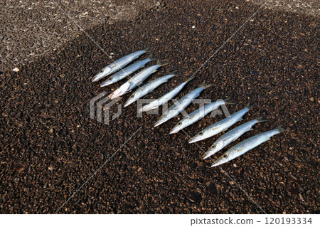 可以從堤壩捕獲的魚類：梭魚 120193334