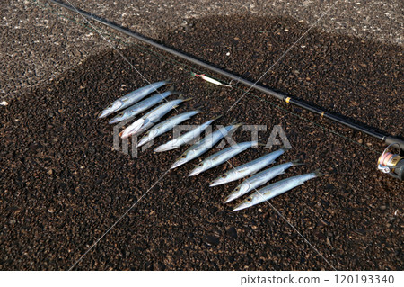 可以從堤壩捕獲的魚類:梭魚 可以從堤壩捕獲的魚類:梭魚 120193340