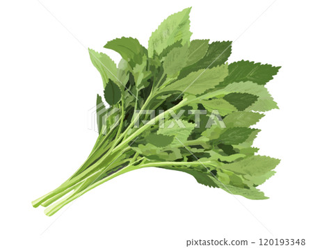 明日葉(蔬菜) 明日葉(蔬菜) 120193348