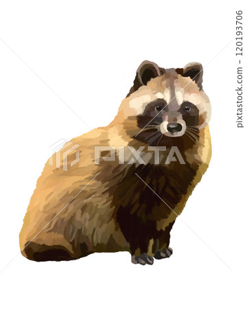 Raccoon dog 120193706