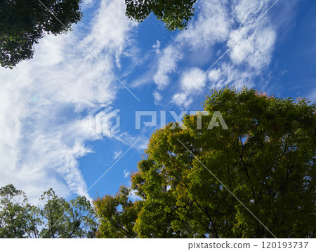 Autumn park forest and beautiful blue sky scenery 120193737