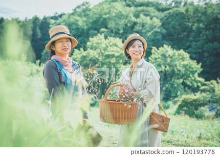 Saponaria flower picking 120193778