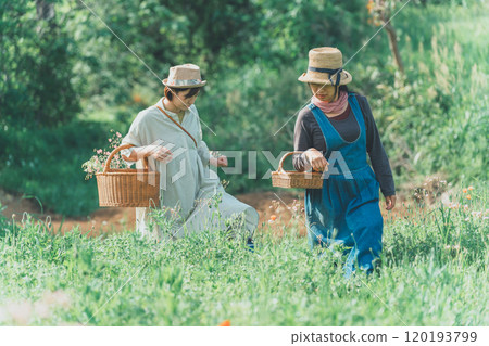 皂角花採摘 120193799