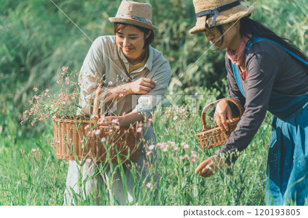 Saponaria flower picking 120193805