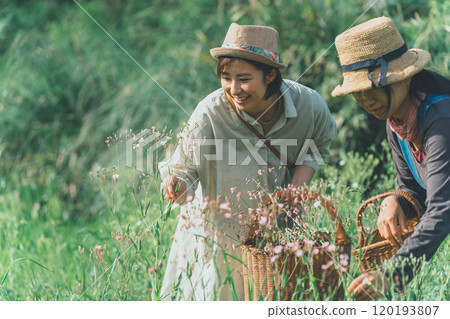 皂角花採摘 120193807