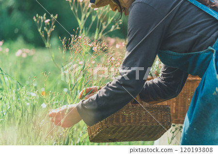 皂角花採摘 120193808