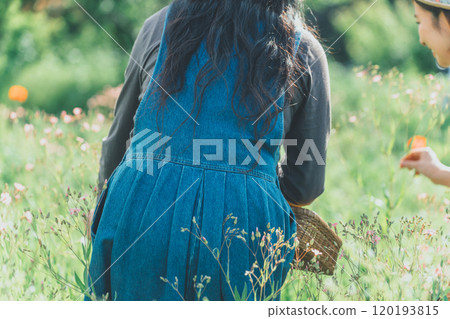 Saponaria flower picking 120193815
