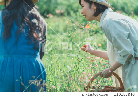 皂角花採摘 120193816