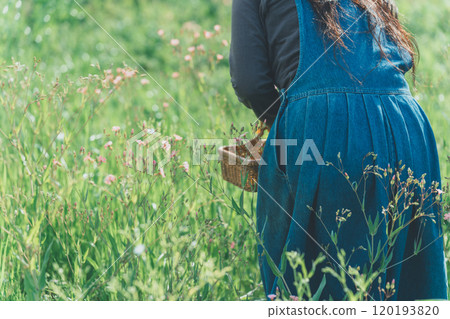 Saponaria flower picking 120193820