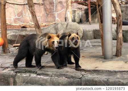 Two brown bears at the zoo Two brown bears at the zoo 120193873