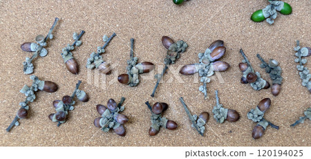 Gifts from the woods, acorns, oak, Lithocarpus edulis, park Gifts from the woods, acorns, oak, Lithocarpus edulis, park 120194025