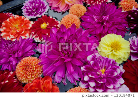 充滿大麗花的色彩繽紛有趣的材料 120194071