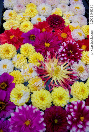充滿大麗花的色彩繽紛有趣的材料 120194083