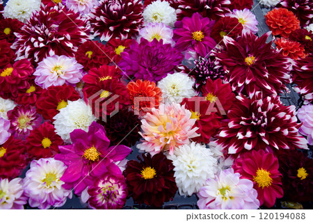 充滿大麗花的色彩繽紛有趣的材料 120194088