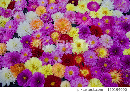 Colorful and fun material with lots of blooming dahlia flowers 120194090