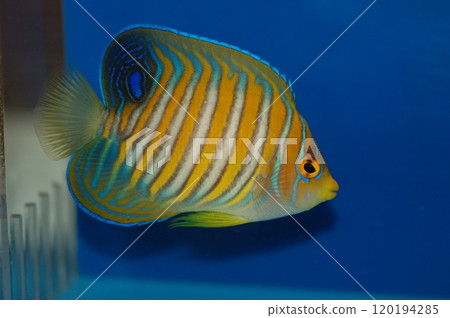 Regal Angelfish (Pygoplites diacanthus) Aquarium fish 120194285
