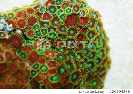 Eagle Eye and Dragon Eye Zoanthid Rock, Zoanthus spp Eagle Eye and Dragon Eye Zoanthid Rock, Zoanthus spp 120194286