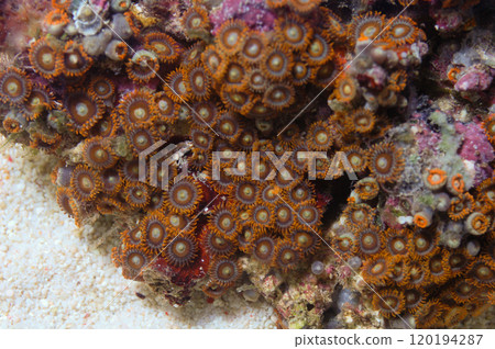 Super Orange Bullseye Zoanthid, Zoanthus spp 120194287