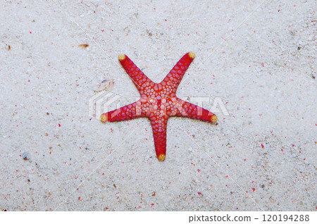 Colored Tile Star, Fromia spp Colored Tile Star, Fromia spp 120194288