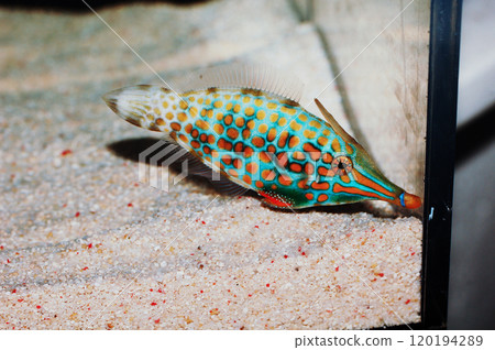 Orange Spotted Filefish, Oxymonacanthus longirostris Orange Spotted Filefish, Oxymonacanthus longirostris 120194289