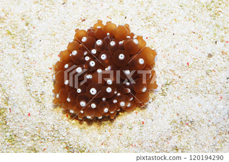 White Tip Bubble Anemone, Entacmaea quadricolor 120194290