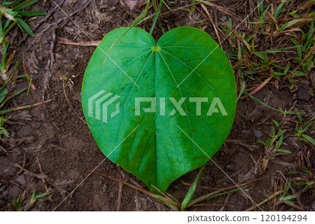 Heart Leaf on Trail in Maui Hawaii Heart Leaf on Trail in Maui Hawaii 120194294