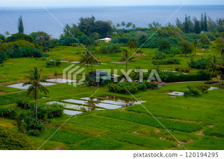 Farm Village on The Road To Hana in Maui Hawaii Farm Village on The Road To Hana in Maui Hawaii 120194295