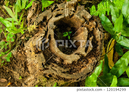 New Life in an Old Hollowed Out Stump, Maui, Hawaii New Life in an Old Hollowed Out Stump, Maui, Hawaii 120194299