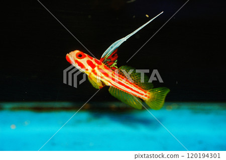 Yasha Hase Shrimp Goby - Stonogobiops yashia 120194301