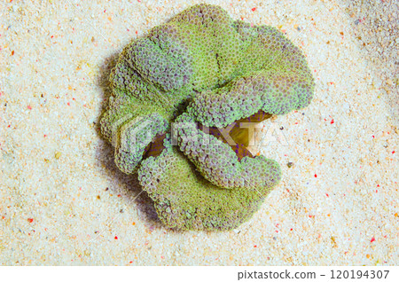 Green Carpet Anemone, Stichodactyla gigantea 120194307
