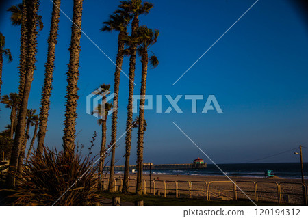 Palm Trees Overlooking Huntington Beach Pier 120194312