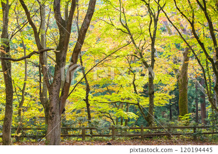 青森縣黑石市秋天的中野紅葉山、紅葉清爽的楓樹平台 青森縣黑石市秋天的中野紅葉山、紅葉清爽的楓樹平台 120194445