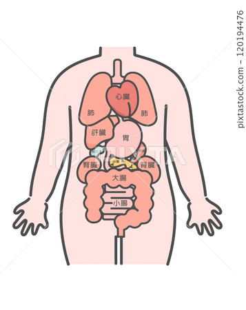 人體（器官/內臟器官）插圖及解釋 120194476