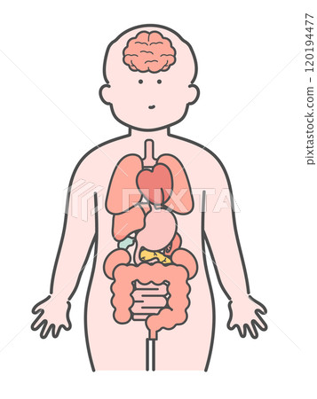 Illustration of the human body (brain, organs, internal organs) 120194477