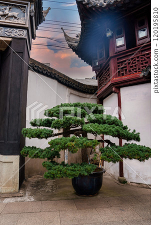 A bonsai tree in a large pot stands before intricately carved wooden structures and curved rooflines, set against a colorful sky in Shanghai. 120195810