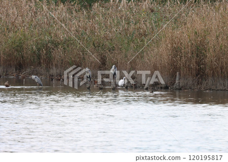 Birds in the Pond October 120195817