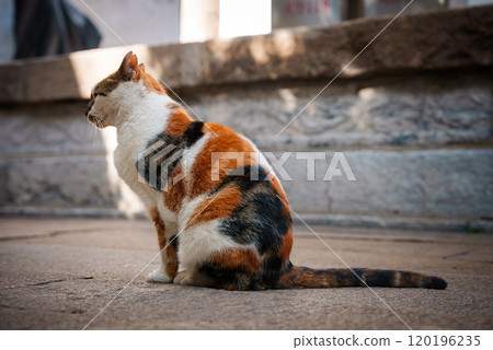 A calico cat sits on a stone pavement, showcasing its orange, black, and white fur. Behind it, a stone wall with intricate carvings suggests traditional architecture. 120196235
