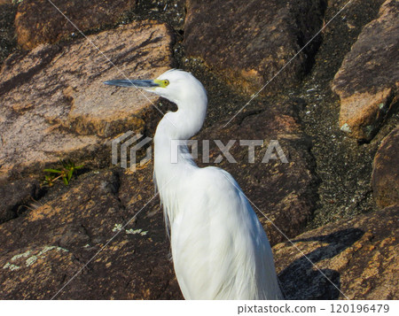 A close-up of a little egret standing by the water A close-up of a little egret standing by the water 120196479