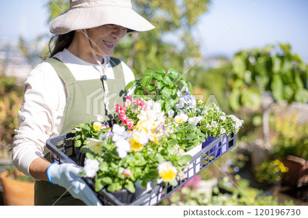園藝、秋季補種、日本中年女性 園藝、秋季補種、日本中年女性 120196730